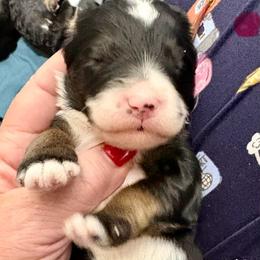 Pink collar girl - Tri-color female Bernedoodle puppy in Lake, Michigan from 3 King Doodles & Poodles