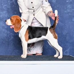 Lacey - Beagle