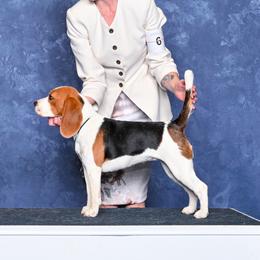 Lacey - Beagle