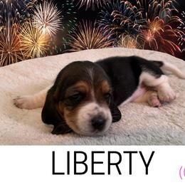 Basset Hound Puppies from Liberty Bassets