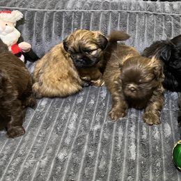 Shih Tzu Puppies from Hilltop Shih Tzus