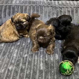 Shih Tzu Puppies from Hilltop Shih Tzus