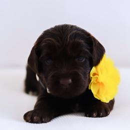 Sandy - Chocolate female Australian Labradoodle puppy in Diamond Bar, California from Furrytaildoodles