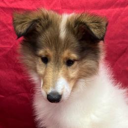 Zara - White female Collie puppy in Groveland, Florida from Palmhaven Collies