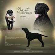 Curly-Coated Retriever puppies from Nyehyrst Curlies