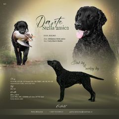 Curly-Coated Retriever puppies from Nyehyrst Curlies