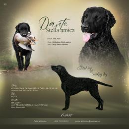 Curly-Coated Retriever puppies from Nyehyrst Curlies