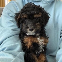 Fred - Tri-color male Cavapoo puppy in Provo, Utah from Hales Wagging Tails