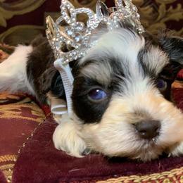 Hattie - Parti female Miniature Schnauzer puppy in Kentucky from Mrs Bs Teeny Schnauzers & Doodles