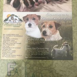 Beagle, Jack Russell Terrier, and Russell Terrier Puppies from Mountain Top