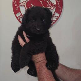 Solid Black long coat Purple collar female - Black female German Shepherd puppy in Clinton, Arkansas from 501 Shepherds