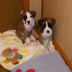 Boxer Puppies from Moody's Boxer's