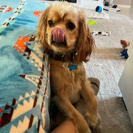 Gus - Cocker Spaniel