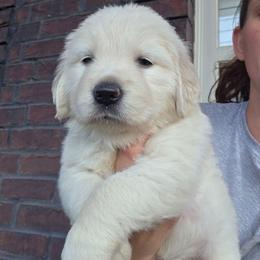 Kanga( pink girl) - Light golden female Golden Retriever puppy in Clarksville, Tennessee from 255 Goldens