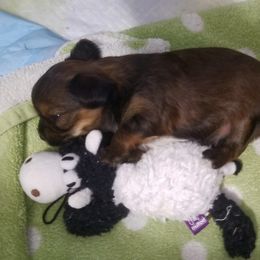 Yorkshire Terrier Puppies from Angela Coleman