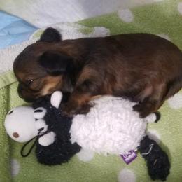 Yorkshire Terrier Puppies from Angela Coleman
