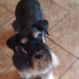 Miniature Schnauzers from M and K Schnauzers