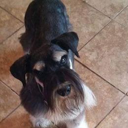 Miniature Schnauzers from M and K Schnauzers