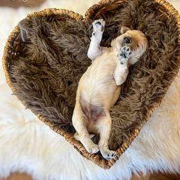 Quarterback - Cream male Goldendoodle puppy in Grove, Oklahoma from Guinn Family Farms