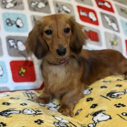 Ruby - Dachshund