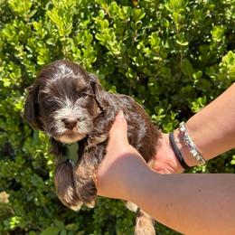 Green collar - Caramel male Australian Labradoodle puppy in Fontana, California from Grammy's Puppy Love doodles and poodles