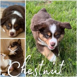 Chestnut - Red tri male Miniature Australian Shepherd puppy in Pinnacle, North Carolina from Higher Elevations Mini Aussies