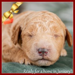 Blizzard - Red  male Goldendoodle puppy in Connersville, Indiana from Deaz Doodle Ranch