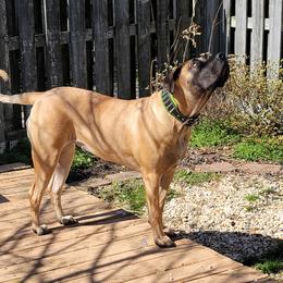 Xena - Perro de Presa Canario