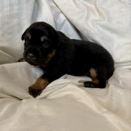 Pepper - Black tri female Miniature Australian Shepherd puppy in Medical Lake, Washington from MAS Gone Rogue
