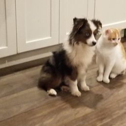 Gidget - Toy Australian Shepherd