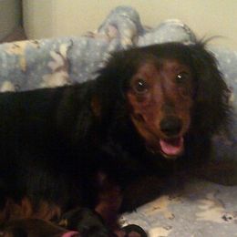 Willow - Dachshund