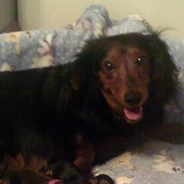 Willow - Dachshund