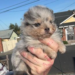 Pearl - Blue merle female Pomeranian puppy in El Sobrante, California from Little Lovers Kennels, LLC