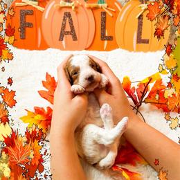 Pumbaa - Red  male Goldendoodle puppy in Kissimmee, Florida from Poodle Doodle Kennels