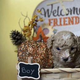 "Papi 2021" Cockapoo and Poodle Puppies from Rawls Lovely Little Tots
