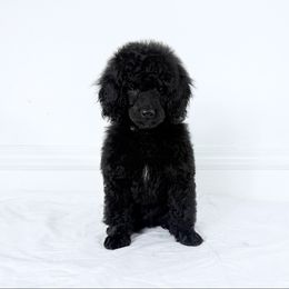 Pumpkin - Black male Poodle puppy in Plainfield, New Jersey from Caris Paws Poodles and Labradoodles