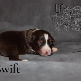 Swift - Red tri-color female Miniature American Shepherd puppy in Franklin, Kentucky from LF Ranch