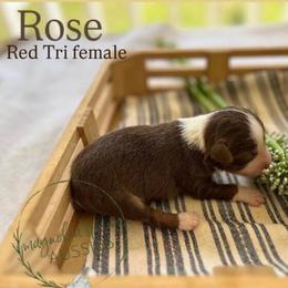 Rose - Red tri female Miniature Australian Shepherd puppy in Louisville, Mississippi from Magnolia Spring Aussies