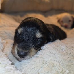 Lilly - Black and cream female Dachshund puppy in West Plains, Missouri from Spring Creek Dachshunds