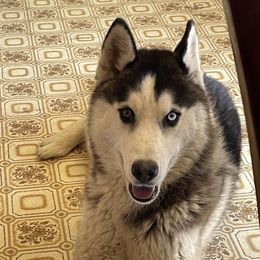 Knight - Siberian Husky