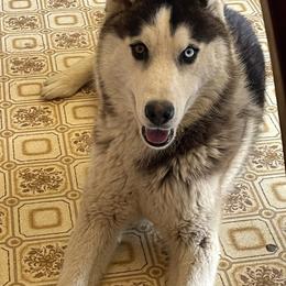 Knight - Siberian Husky