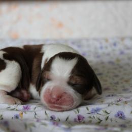 Poppy - Tri-Roan female English Springer Spaniel puppy in Winfield, Tennessee from Murphy Farms and Springers