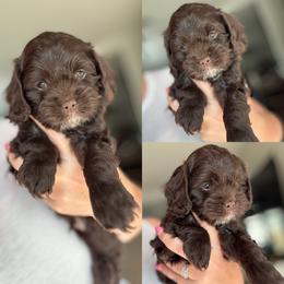 Hartley - Brown male Cockapoo puppy in Lafayette, Louisiana from Kinkade Kennels