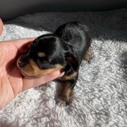 Zev - Black and tan female Dachshund puppy in Burleson, Texas from Sarah’s Dachshies