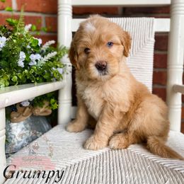 Aussiedoodle Puppies from Ridgeline Doodles