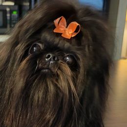 Shih Tzus from Belle River Shih Tzu