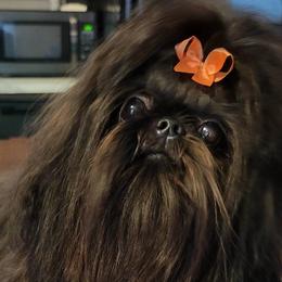 Shih Tzus from Belle River Shih Tzu