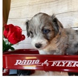 Aussiedoodles, Cockapoos, Goldendoodles, Poodles, and Toy Australian Shepherds from CW Aussiedoodles