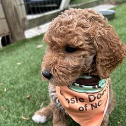 Harbor - Red  female Goldendoodle puppy in Camden, North Carolina from Oopsie Doodles of NC