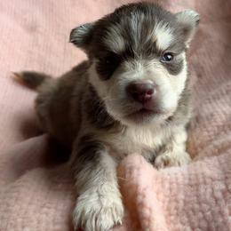 Comet - Red and white male Siberian Husky puppy in Mechanicsville, Virginia from Shinko Siberians